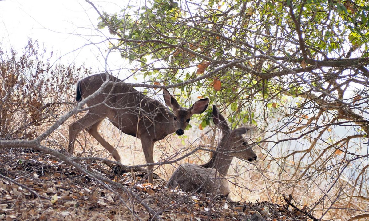 Deer roam freely in Foothills Nature Preserve
