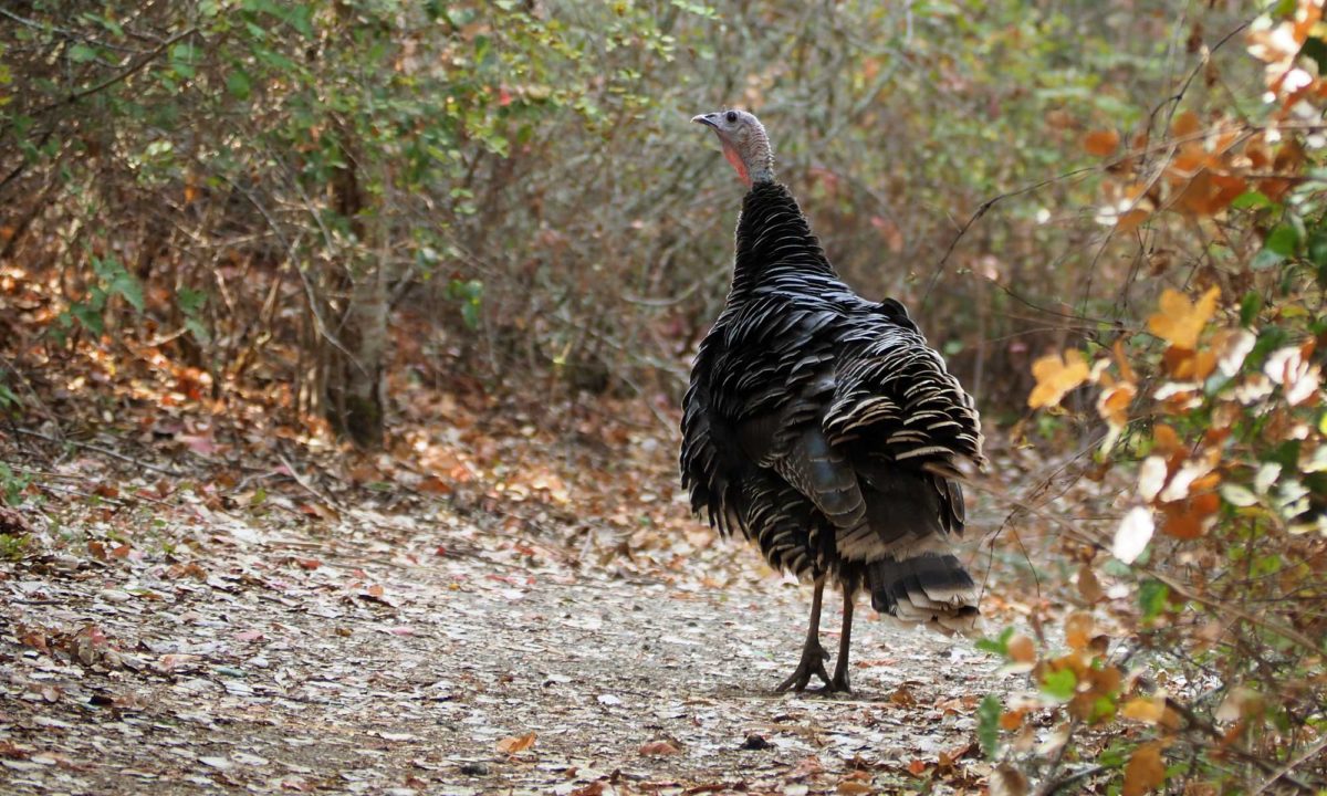 Wild turkeys roam freely in Foothills Nature Preserve