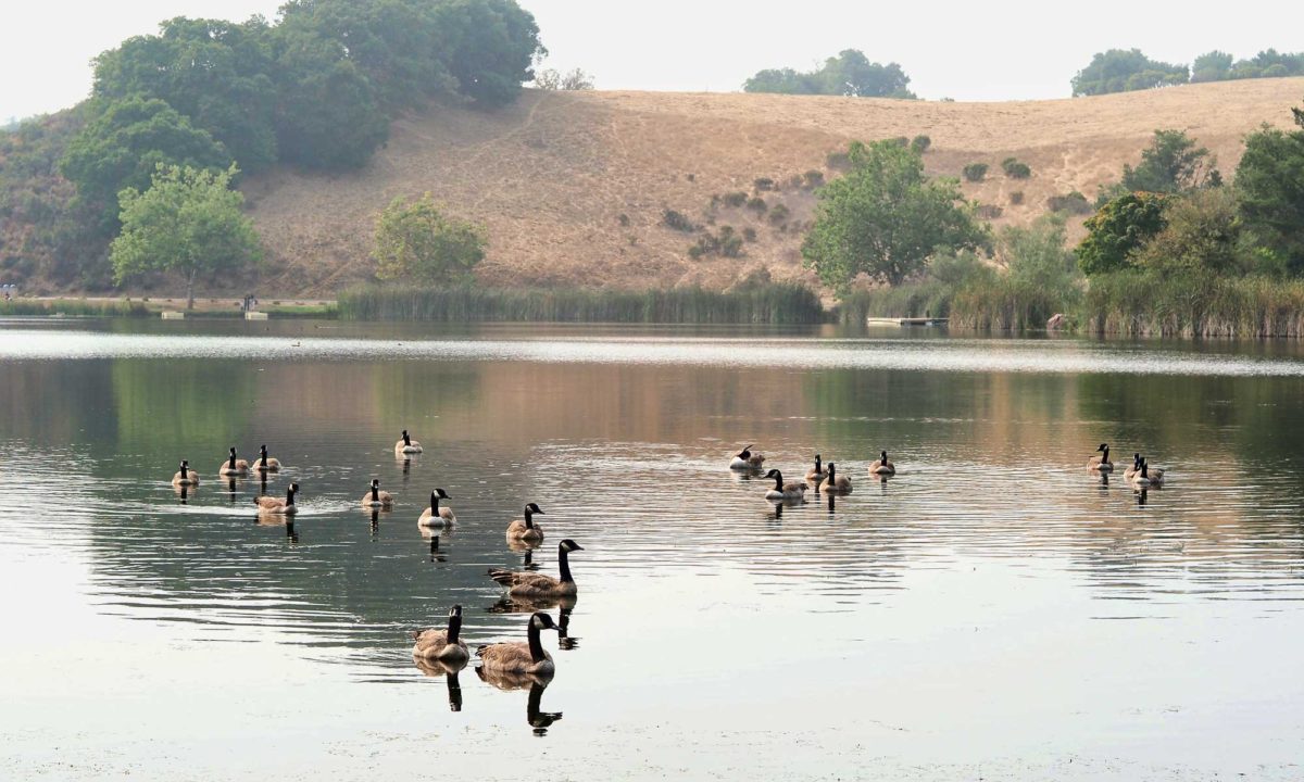 Geese visit Foothills Nature Preserve regularly