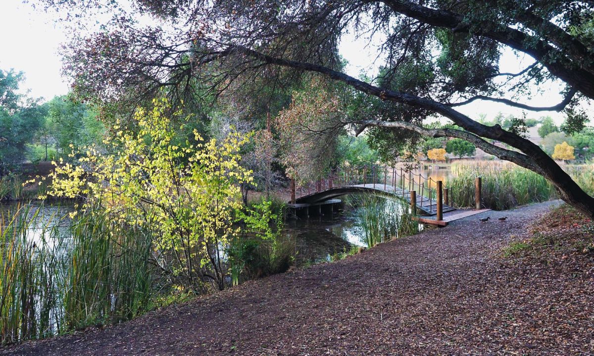 The arched bridge, maintained by the Friends of Foothills Preserve, takes you to the island in Boronda Lake