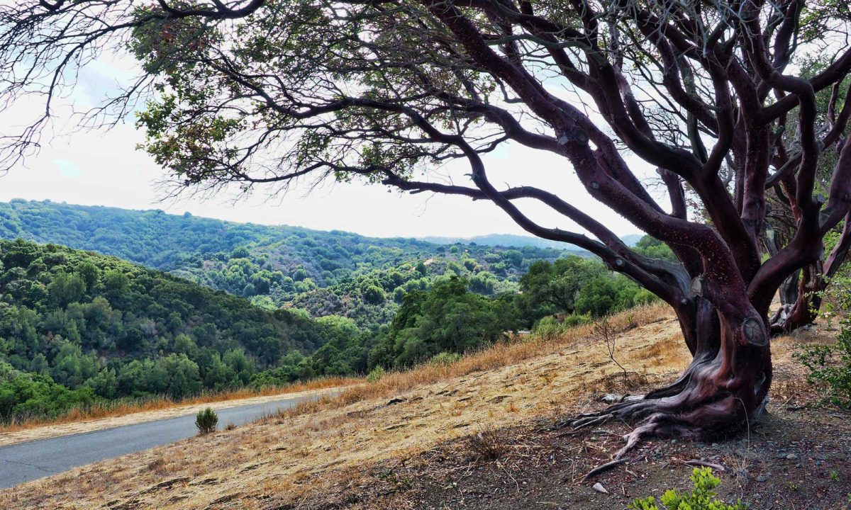 Manzanita at Foothills Nature Preserve